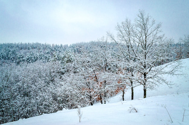 Paisagem do inverno, árvores na neve
