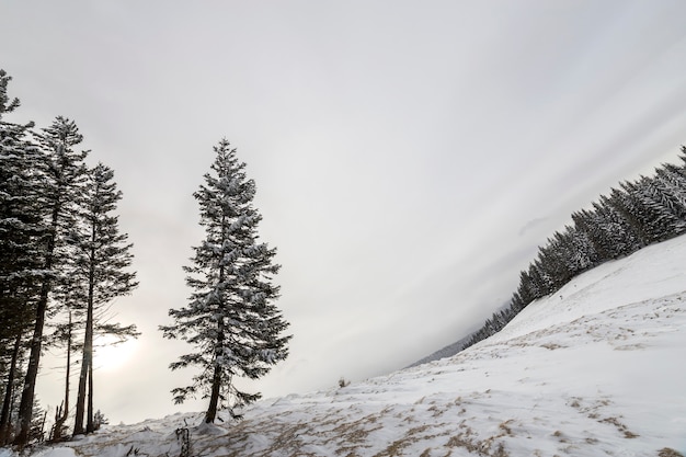 Paisagem do inverno cheia de neve