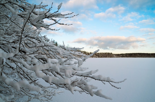 Paisagem do inverno com árvores cobertas de neve na margem de um lago congelado.