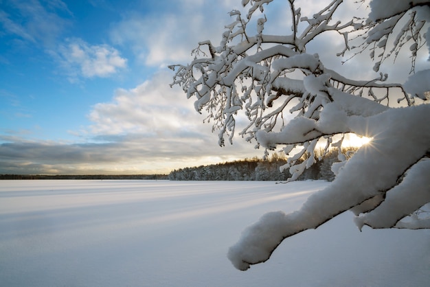 Paisagem do inverno com árvores cobertas de neve na margem de um lago congelado.