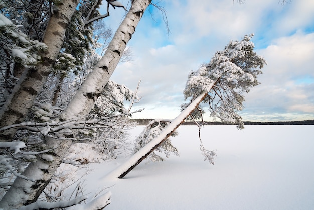 Paisagem do inverno com árvores cobertas de neve na margem de um lago congelado.