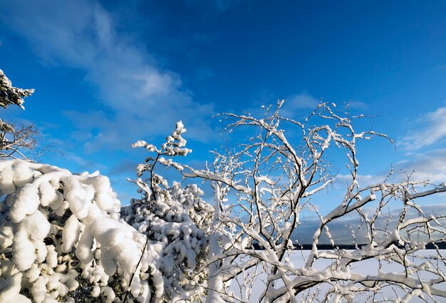 Paisagem do inverno com árvores cobertas de neve na margem de um lago congelado.