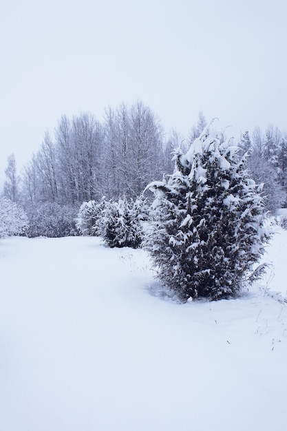 Paisagem do inverno com árvores cobertas de neve.