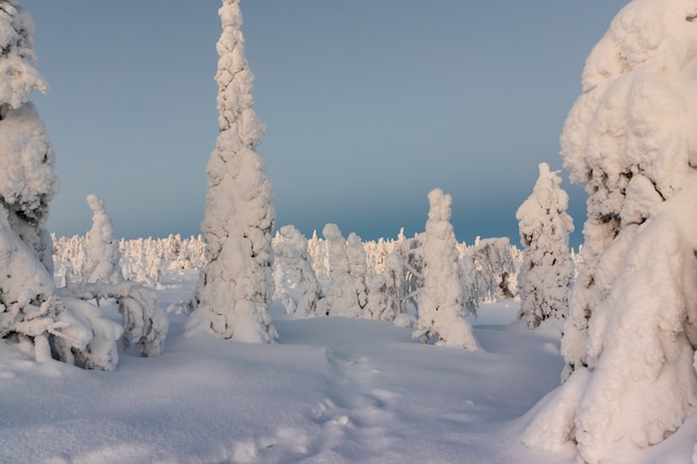Paisagem do inverno com as árvores cobertos de neve na floresta do inverno.