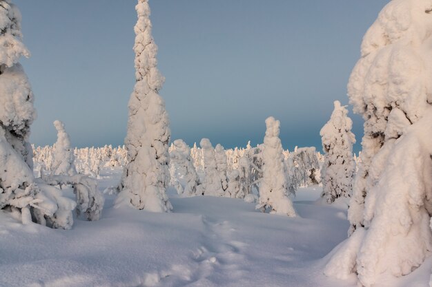 Paisagem do inverno com as árvores cobertos de neve tykky na floresta do inverno.