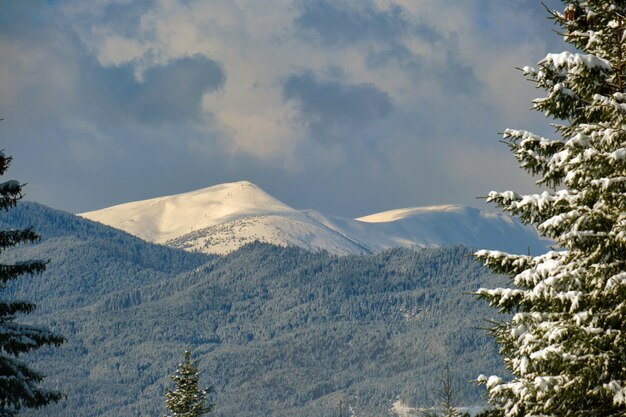 Paisagem do inverno com colinas de alta montanha cobertas por uma floresta de pinheiros perenes, após forte nevasca em um dia frio de inverno.