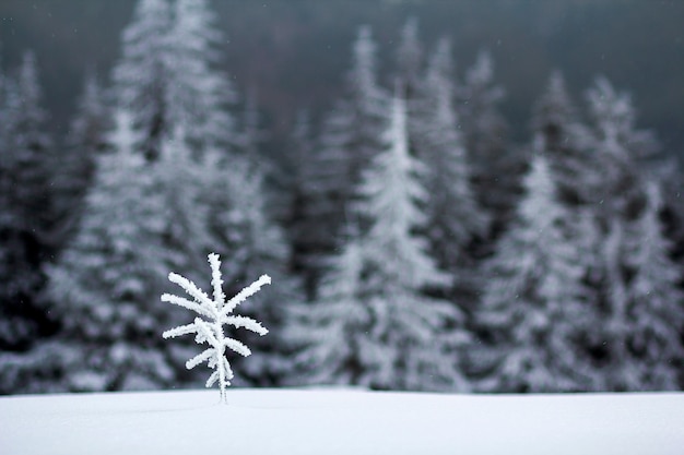 Paisagem do inverno com pinheiro pequeno coberto de neve