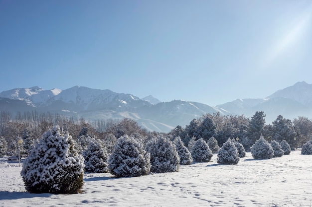 Paisagem do inverno com pinheiros e montanhas no Cazaquistão Almaty