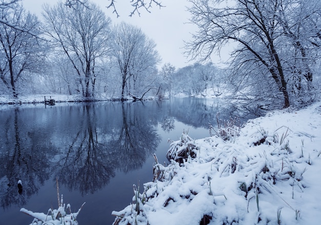 Paisagem do inverno com rio na floresta