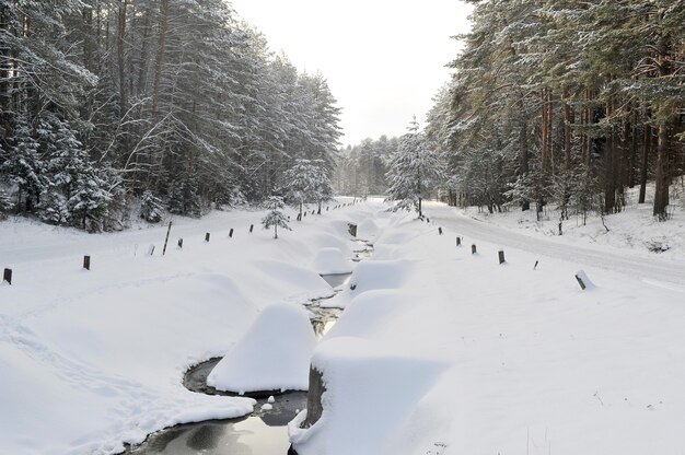 Paisagem do inverno de um rio de montanha na neve, ao redor da floresta.