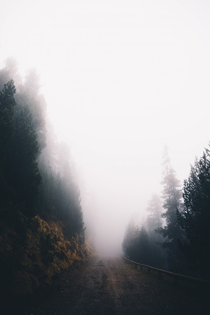 Paisagem do inverno de uma floresta de pinheiros nevoenta na montanha pela manhã em um dia nublado