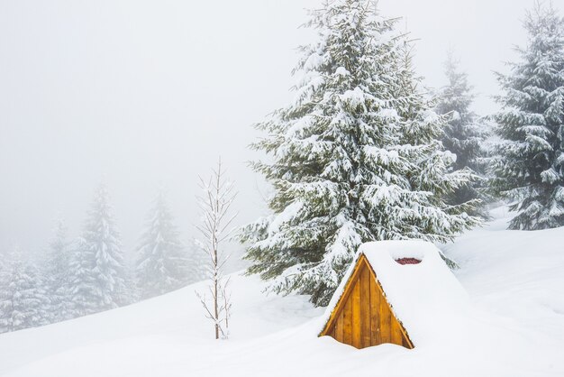 Paisagem do inverno dos cárpatos, árvores de natal na neve.