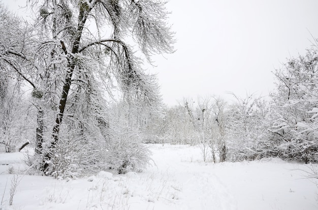 Paisagem do inverno em um parque coberto de neve após uma nevasca molhada pesada