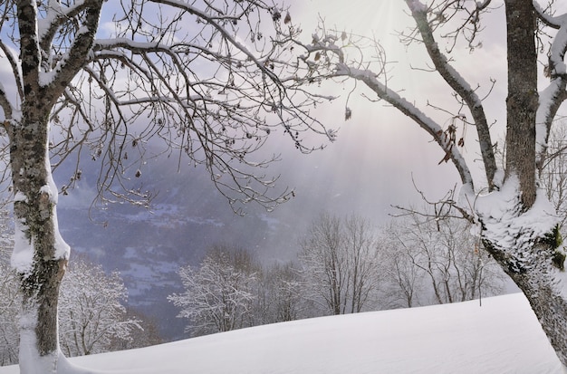 Paisagem do inverno na montanha