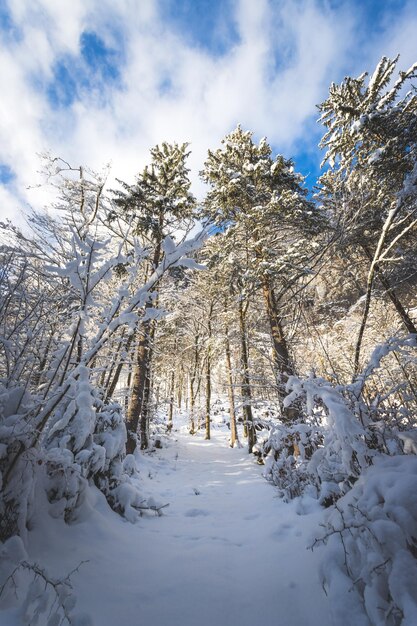 Paisagem do inverno nas árvores nevadas da trilha da natureza e no céu azul