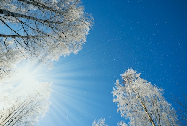 Foto paisagem do inverno - natureza da floresta do inverno sob a luz solar brilhante com árvores gelados.