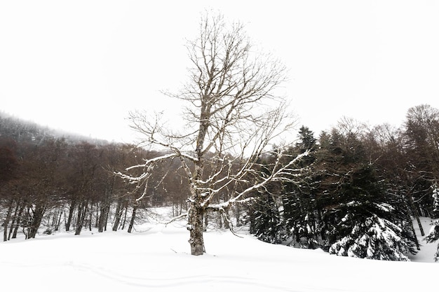 Paisagem do inverno nos Pirinéus após um stowm de neve pesada.