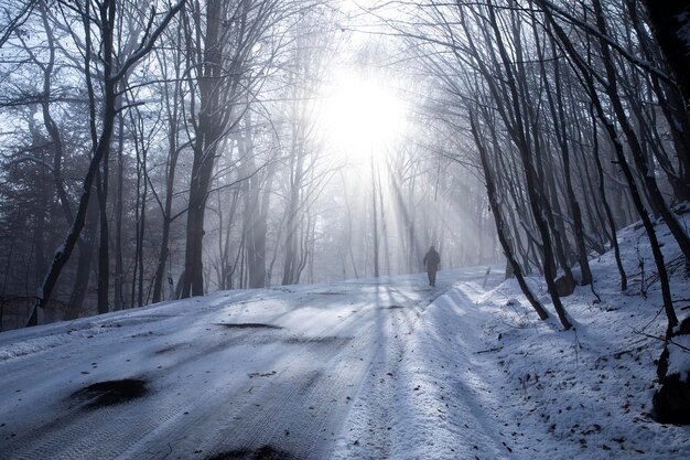 Paisagem do inverno