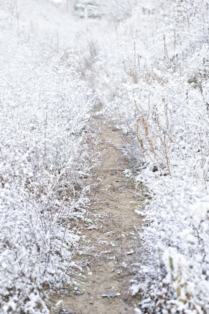 Paisagem do inverno