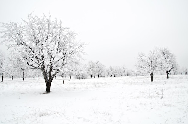 Paisagem do inverno