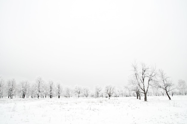 Paisagem do inverno