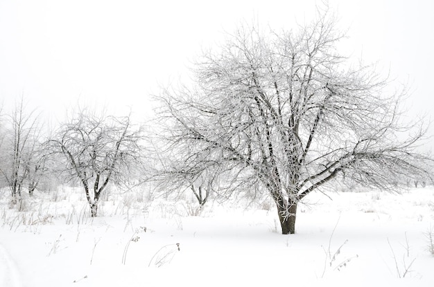 Paisagem do inverno