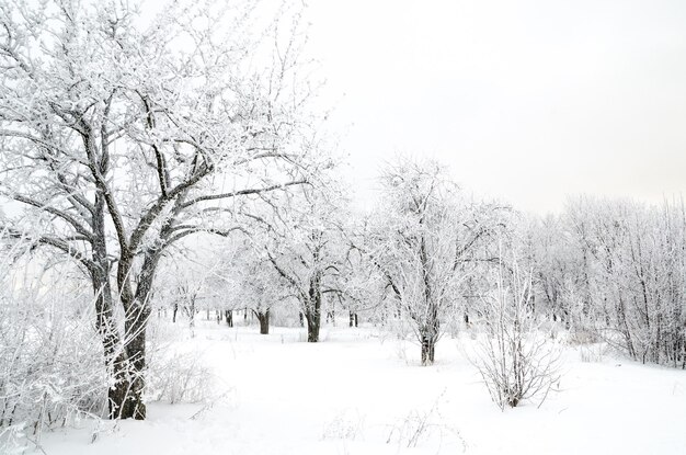 Paisagem do inverno