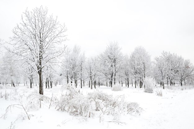 Paisagem do inverno