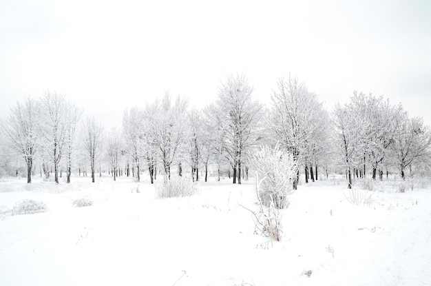 Paisagem do inverno