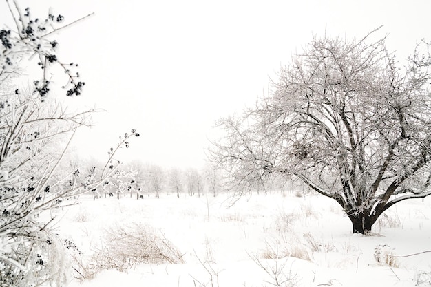 Paisagem do inverno