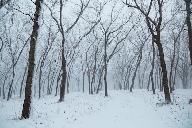 Paisagem do inverno