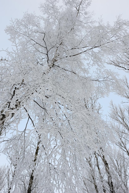 Paisagem do inverno