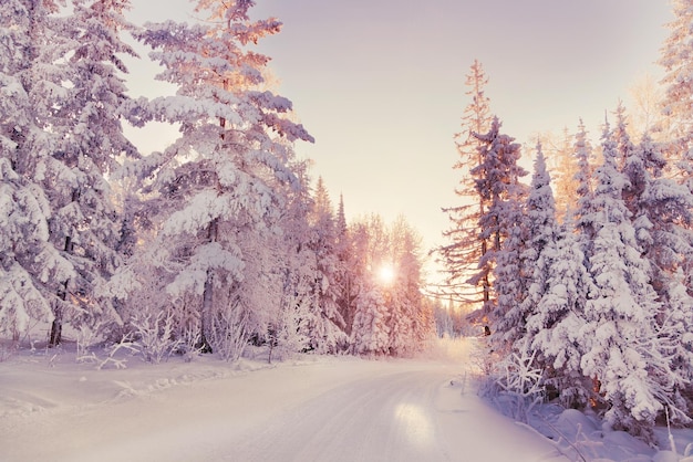 Paisagem do inverno