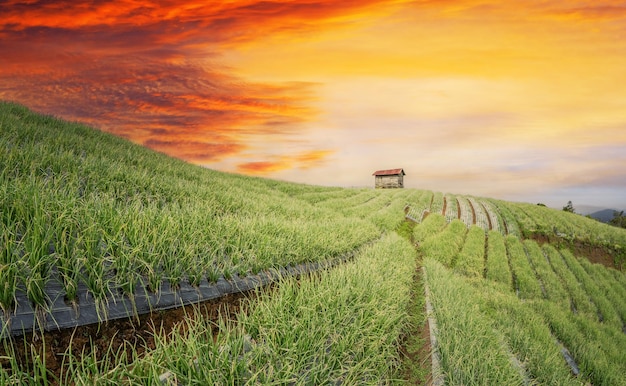 Paisagem do jardim de cebola com terraço na colina no pôr do sol