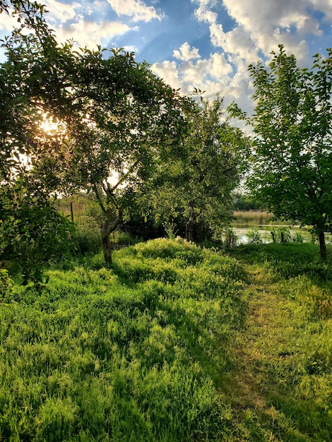 Paisagem do lado do rio com natureza de primavera de grama verde