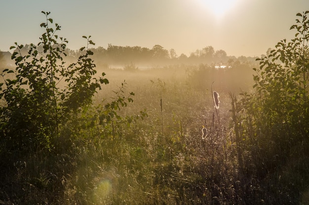 Paisagem do outono Campo e floresta cobertos de vegetação no horizonte Esperando o pôr do sol e a inevitável escuridão Luz de fundo