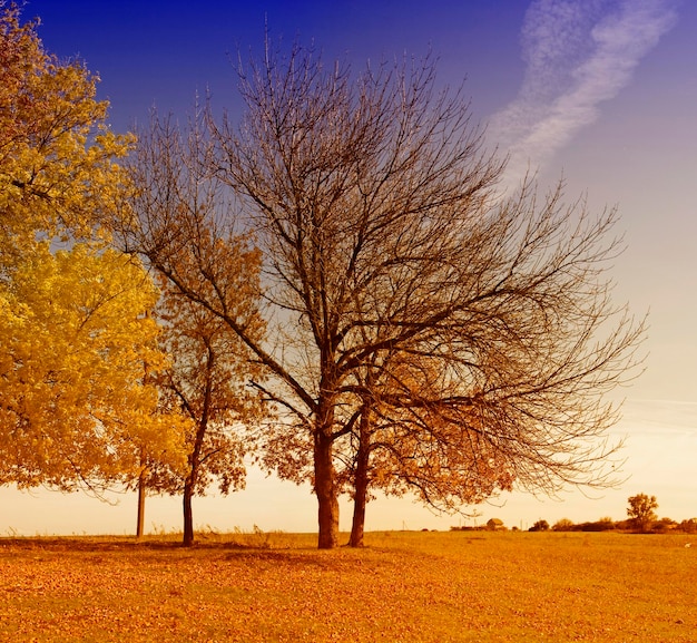 Paisagem do outono com folhas amarelas brilhantes e árvores