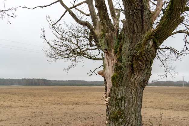 Paisagem do outono Árvore doente seca e solitária no campo Dia nublado cinza Ao longe você pode ver a floresta e nuvens cinzentas Uma árvore sem folhagem