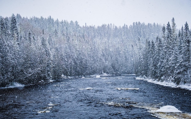 Paisagem do país das maravilhas do inverno perto de Saguenay, Quebec. Rio que flui entre pinheiros cobertos de neve