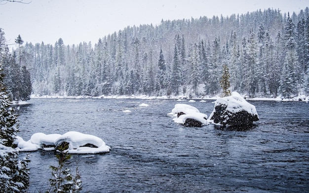 Paisagem do país das maravilhas do inverno perto de Saguenay, Quebec. Rio que flui entre pinheiros cobertos de neve