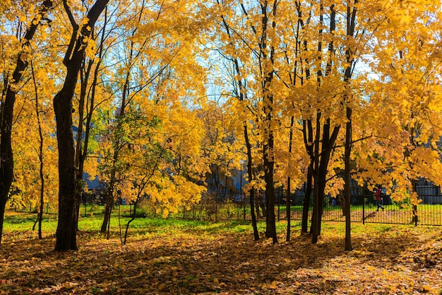 Paisagem do parque de outono um artigo sobre o outono esboços de outono uma nova estação produtos impressos foto no calendário