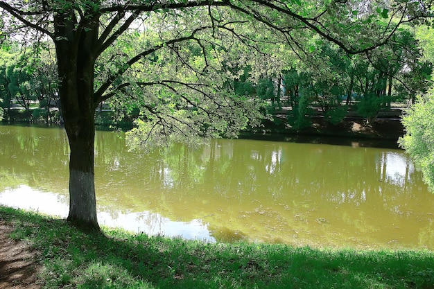 paisagem do parque de verão, árvores verdes e passarela no parque da cidade de verão