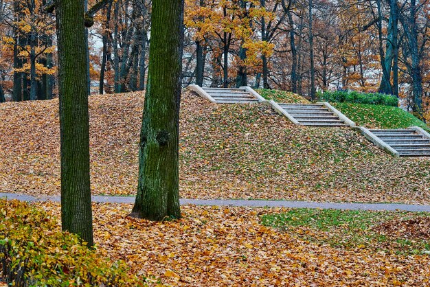 Paisagem do parque florestal de outono com árvores e folhagem amarela e degraus concretos de escadas