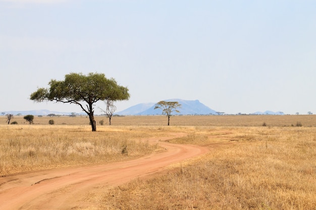 Paisagem do parque nacional do serengeti, tanzânia, áfrica