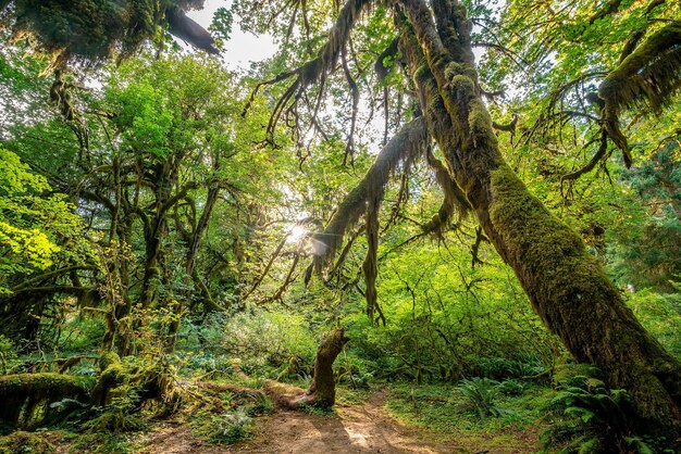 Paisagem do Parque Nacional Olímpico nos EUA