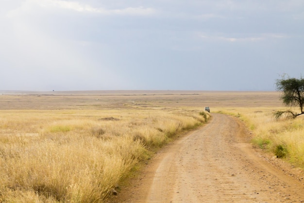 Paisagem do Parque Nacional Serengeti Tanzânia África