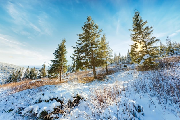 Paisagem do pôr do sol de inverno linda noite fria fundo incrível vista da floresta de inverno raios solares luz azul neve laranja perfeito céu nublado cena da natureza de natal geada estrada de inverno árvores altas