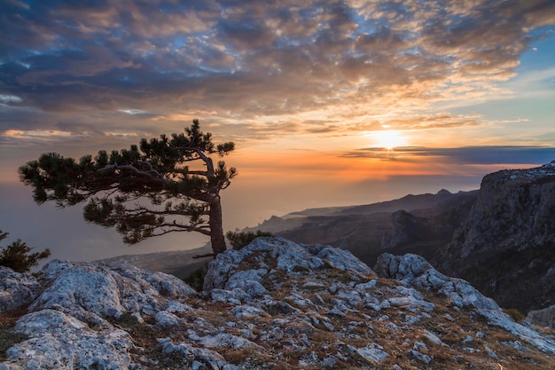 Paisagem do pôr do sol em uma montanha alta com vista para o mar e pinheiros crespos Crimeia