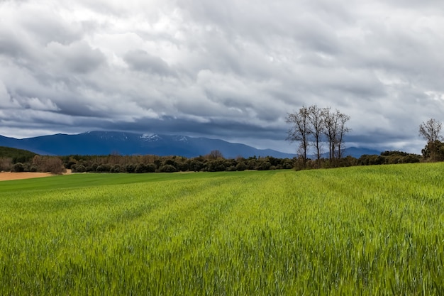 Paisagem do prado verde com nuvens de tempestade de cereais espinha de peixe e montanha. Espanha, Riaza.