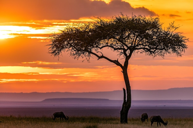 Foto paisagem do quênia impala antílope africano animais selvagens mamíferos savana grassland maasai mara natio.